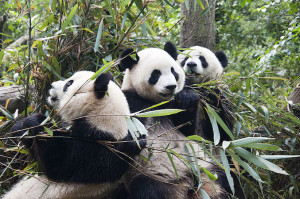 Pandas Chengdu Sichuan Research Base chensiyuan 4 0
