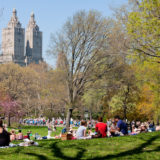 Central Park in summer