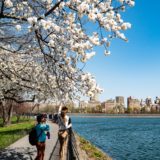 Springtime, Roosevelt Island, New York City