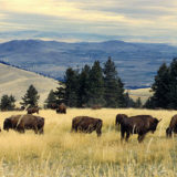 Bison herd grazing at the National Bison Range, Montana