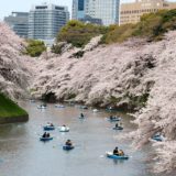 Cherry blossom season, Tokyo Imperial Palace