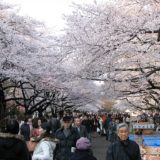 Cherry blossom season in Ueno Park, Tokyo