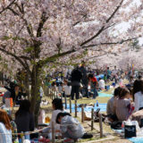 Cherry blossom viewing parties in Japan