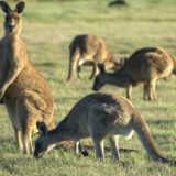 Kangeroos, Tasmania's Narawntapu National Park