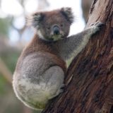 Koala Bear, Great Otway National Park, Victoria