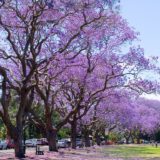 Jacaranda trees,  New Farm Park, Brisbane, Queensland