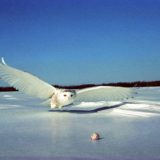 Le harfang des neiges (Snowy owl, official bird of Quebec)