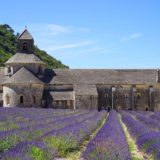 Lavender fields in the Abbaye de Senanque, Gordes, Provence