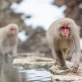 Snow monkeys, Nagano