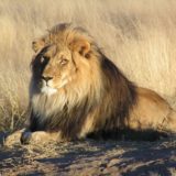 A lion in Namibia