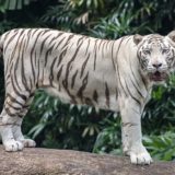 A White Bengal Tiger, Singapore Zoo