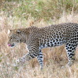 African leopard, Serengeti