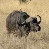 African buffalo, Mabula Game Reserve, South Africa