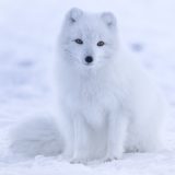 Arctic Fox, Iceland