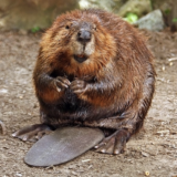 Beaver, Oregon, United States