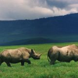 Black rhinoceros in Ngorongoro Crater, Tanzania