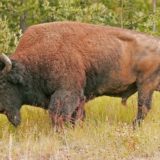 Bison/buffalo near Coal River, British Columbia, Canada