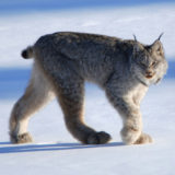 Canadian lynx, Whitehorse, Yukon, Canada