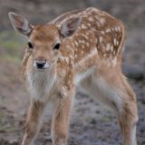 Baby deer (fawn)