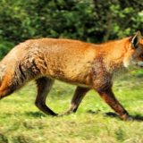 Fox, British Wildlife Centre