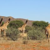 Giraffes, Tswalu Kalahari Reserve, South Africa
