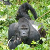 Gorilla and baby, Kahuzi-Biega National Park, Democratic Republic of the Congo