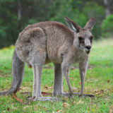 Kangaroo, Blue Mountains, New South Wales, Australia