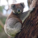Koala Bear, Great Otway National Park, Victoria, Australia