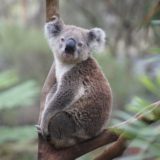 Koala bear, Australia