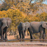 Elephants in Kruger National Park, South Africa
