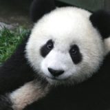 Panda cub from Wolong, Sichuan, China