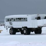 Polar bear tourism, Churchill, Manitoba