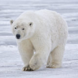 Polar Bear, Kaktovik, Barter Island, Alaska