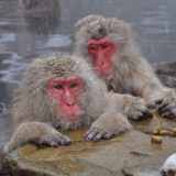 Snow monkeys, Nagano, Japan