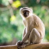 Vervet monkey, Gorongosa National Park, Mozambique