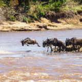 Wildebeest Jumping into the Mara River, Kenya