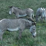 Zebras, Samburu National Reserve, Kenya