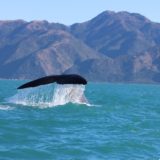 Humpback whale, Kaikoura, South Island