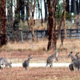 Kangaroos in the outback