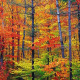 Autumn colors in New Hampshire, United States