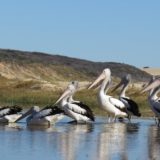 Pelicans on Fraser Island, Queensland