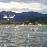 Seagulls in New Zealand