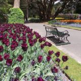 Tulips in a park in Wellington, North Island