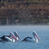 Pelicans on an Australian lake
