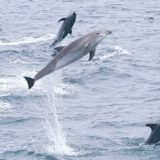 Dolphins, Galapagos Islands, Ecuador