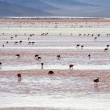 Flamingos, Laguna Colorada, Bolivia