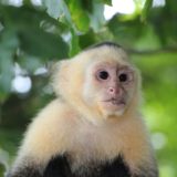 A monkey in Costa Rica