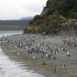 Penguins, Martillo Island, Argentina