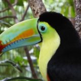 A toucan in Costa Rica