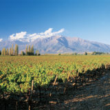 Vineyards in Chile